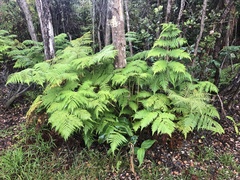 Cibotium glaucum