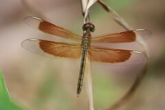 Neurothemis stigmatizans