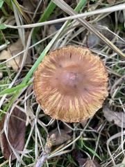 Cortinarius hinnuleus