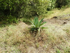 Agave salmiana
