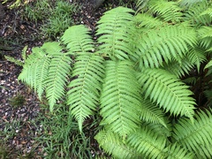 Cibotium glaucum