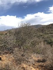 Ceanothus tomentosus olivaceus