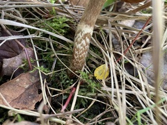 Cortinarius hinnuleus