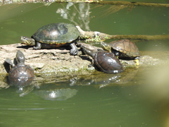 Kinosternon integrum