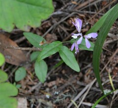 Rhinotropis californica