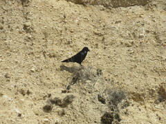 Corvidae