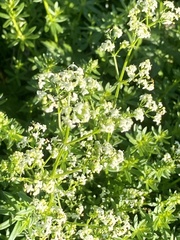Galium mollugo