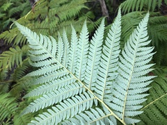 Cibotium glaucum