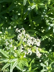 Galium mollugo