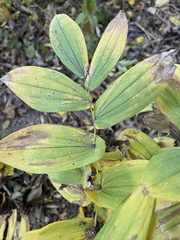 Uvularia grandiflora