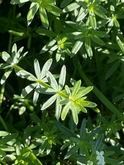 Galium mollugo