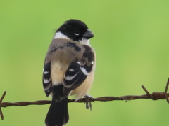 Sporophila morelleti