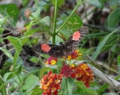 Heliconius erato