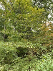 Cornus alternifolia
