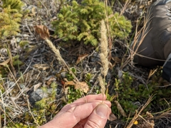 Muhlenbergia andina