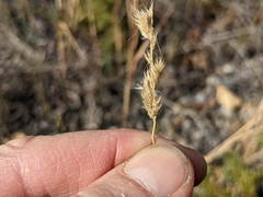 Muhlenbergia andina