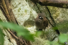 Formicarius moniliger