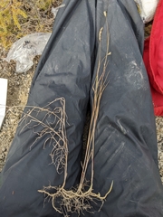 Muhlenbergia andina