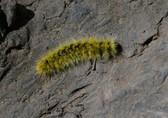 Phaegopterina
