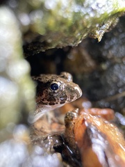 Fejervarya kawamurai