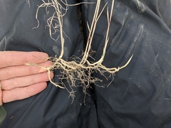 Muhlenbergia andina