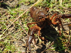 Procambarus clarkii