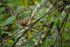 Troglodytes aedon brunneicollis