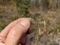 Muhlenbergia andina