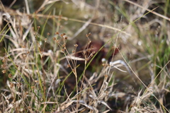 Juncus dudleyi