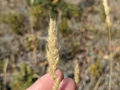 Muhlenbergia andina