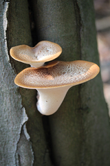 Cerioporus squamosus