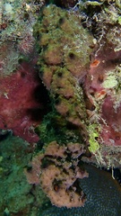 Ircinia felix