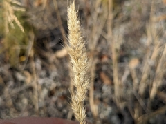 Muhlenbergia andina