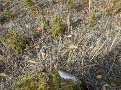 Muhlenbergia andina