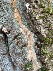 Radulomyces copelandii