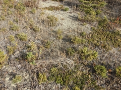 Muhlenbergia andina