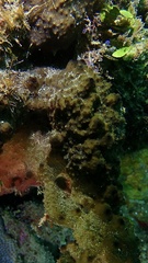 Ircinia felix
