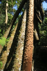 Socratea exorrhiza
