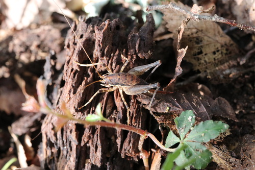 Heteromallus spina