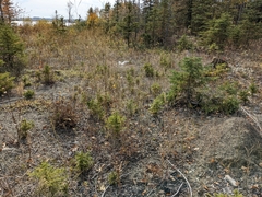 Muhlenbergia andina