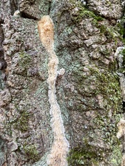 Radulomyces copelandii