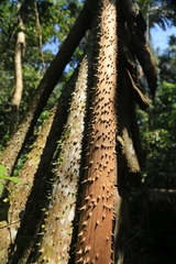 Socratea exorrhiza