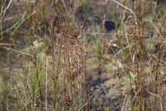 Juncus dudleyi