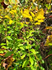 Solidago latissimifolia