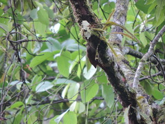 Lepidocolaptes souleyetii