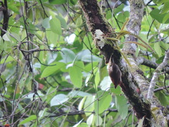 Lepidocolaptes souleyetii