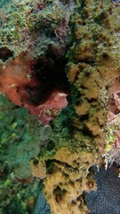 Ircinia felix