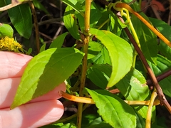 Solidago latissimifolia