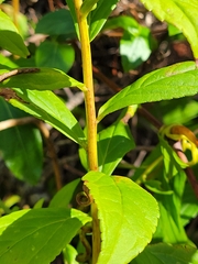Solidago latissimifolia