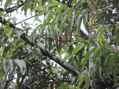 Dacnis
